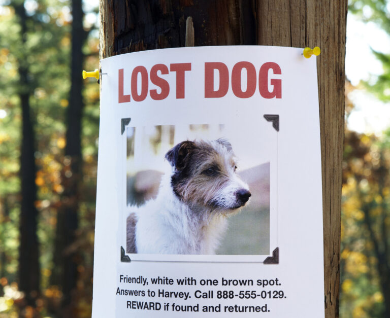 Notice of a missing dog posted to a wooden pole