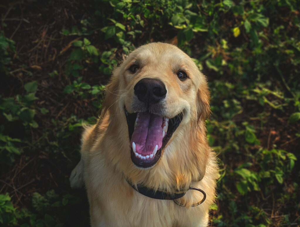 A Smiling dog against a green background