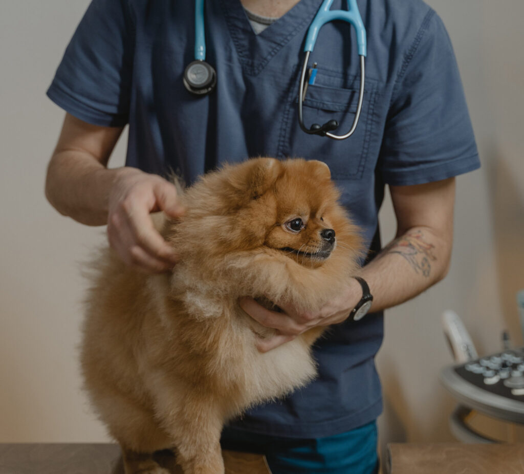 Image of a little dog getting his fur and lumps checked out