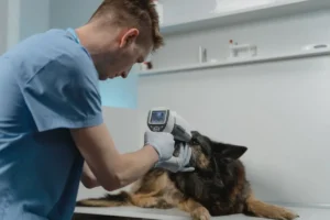 dog getting his temperature checked
