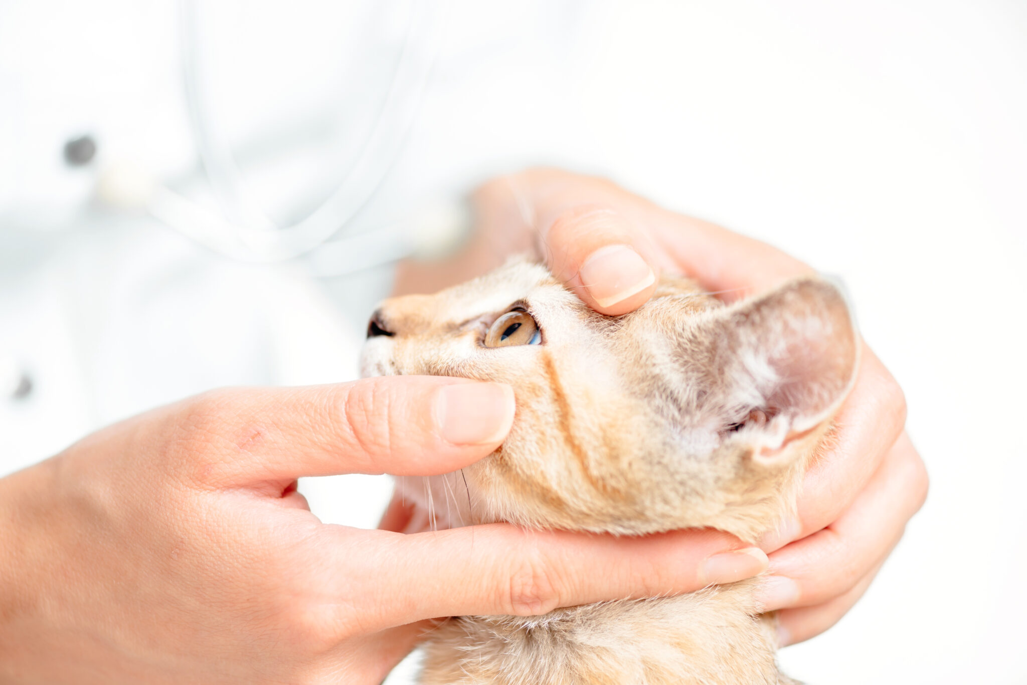 Image of a cat getting his eyes checked out at an ophthalmology exam