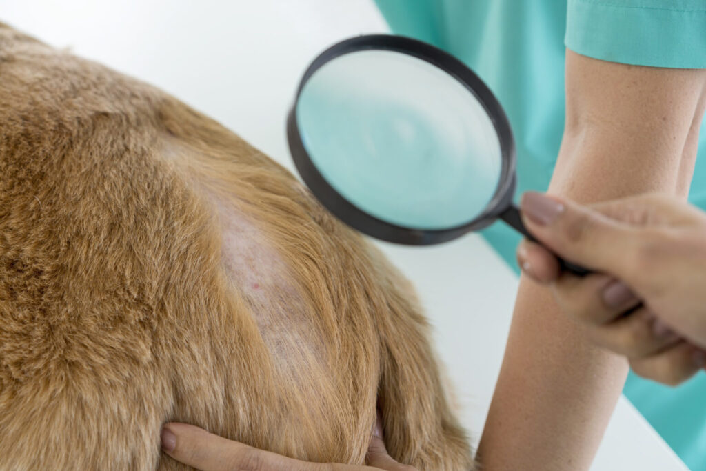 parasite prevention exam on a dog
