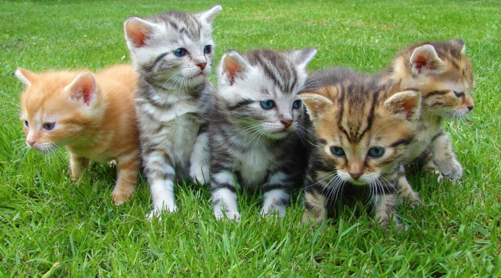 kittens on a green field