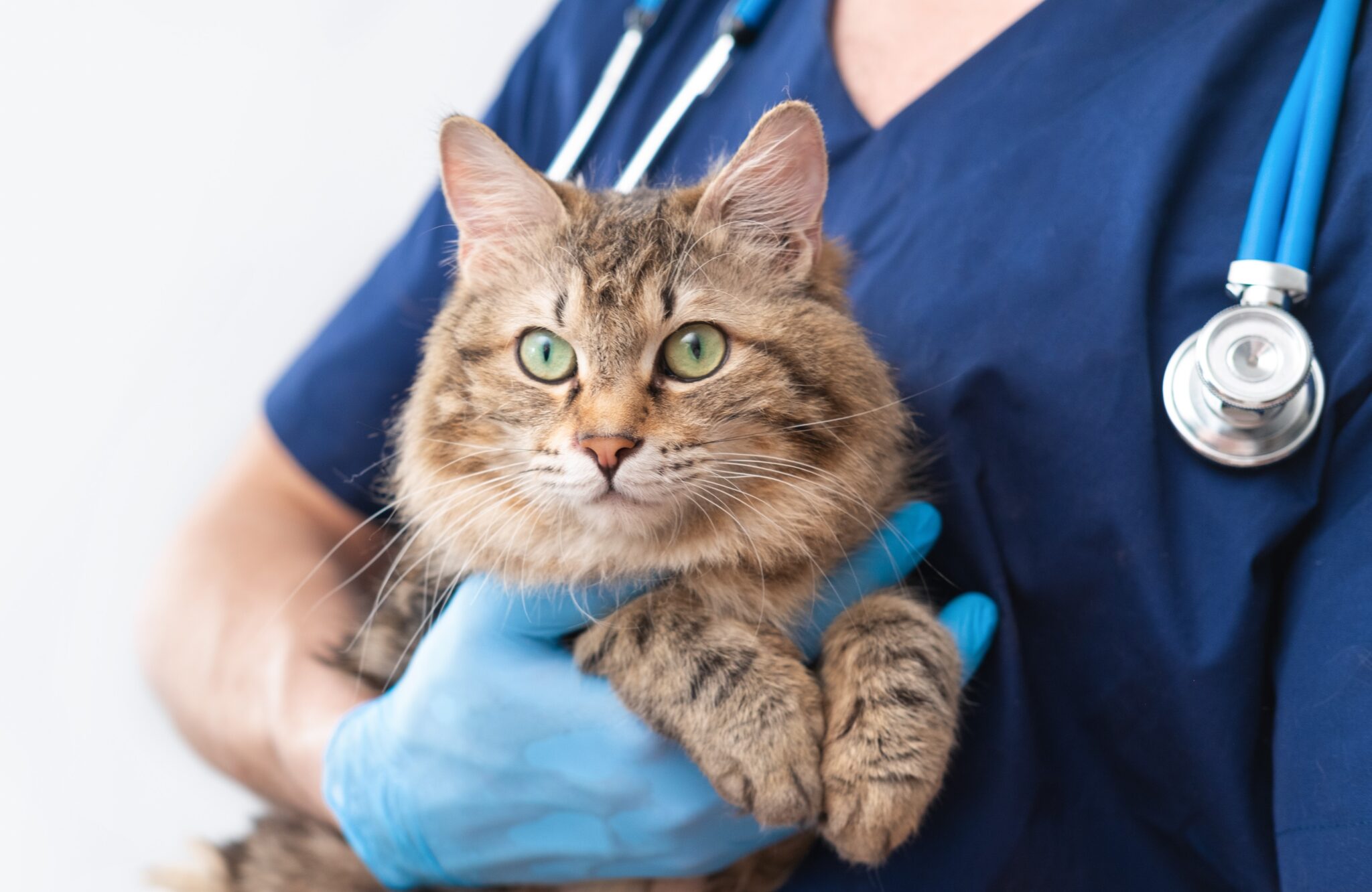 A cat getting a wellness exam