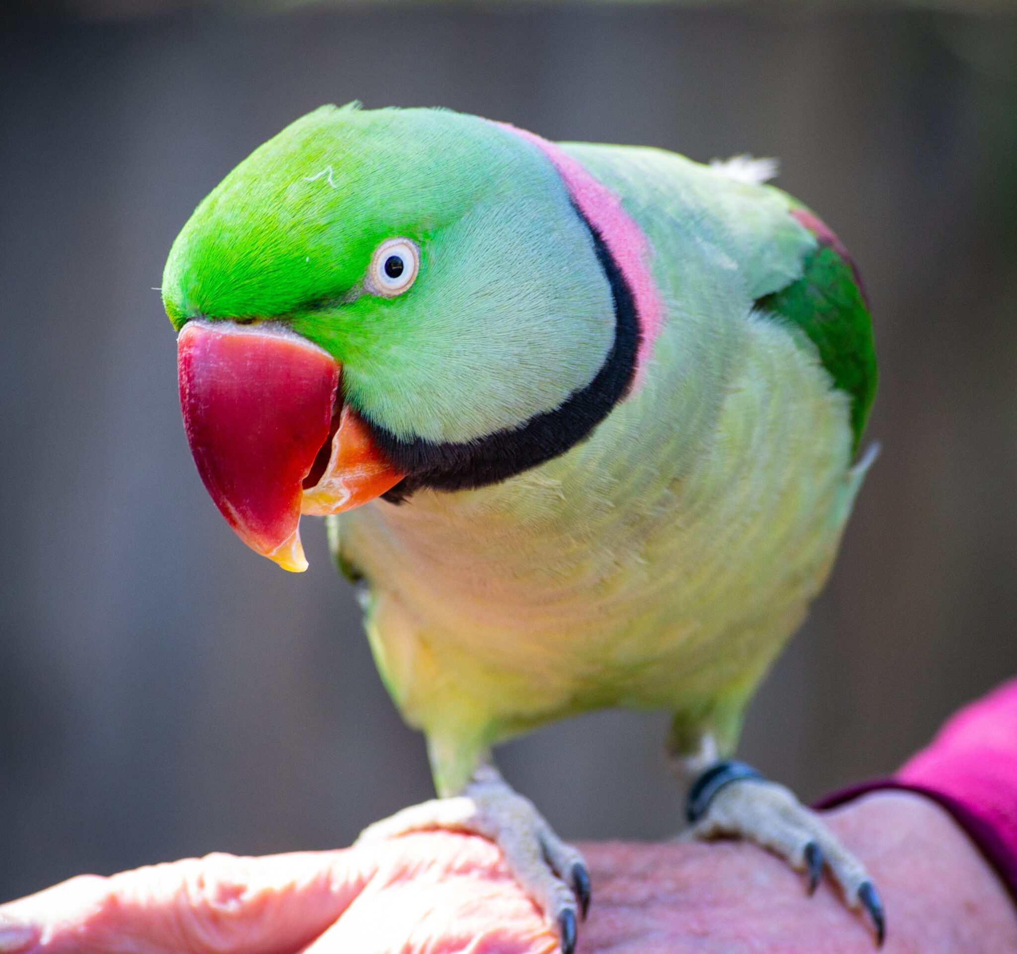 A beautiful colored bird standing on an old ladies hand