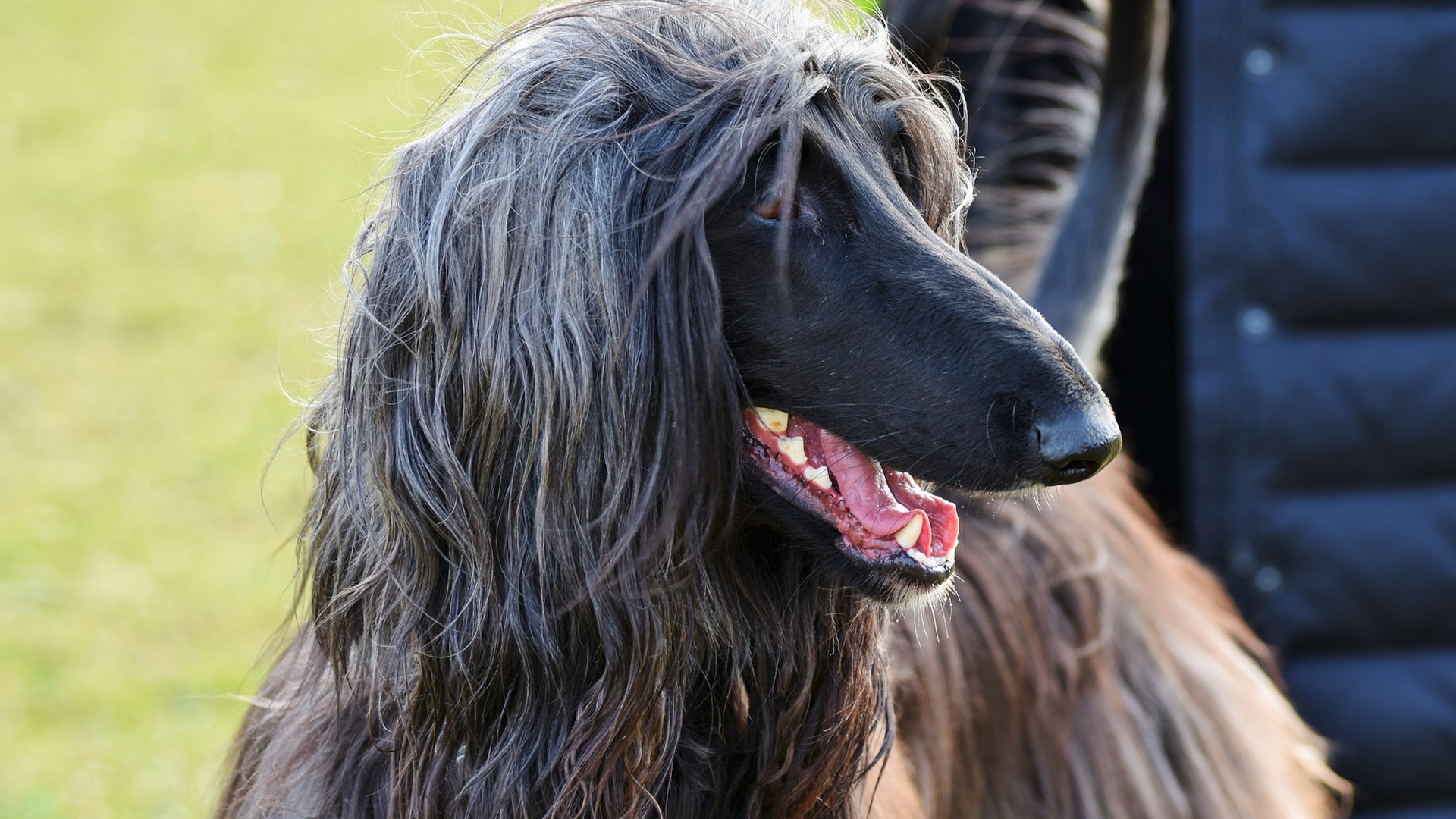 Afghan Hound Dog Breed