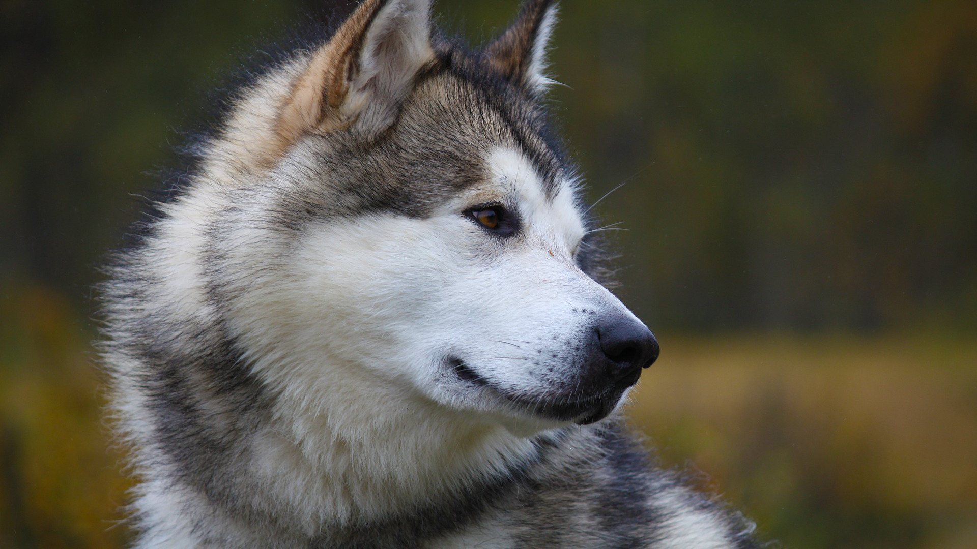 Alaskan Malamute Dog Breed