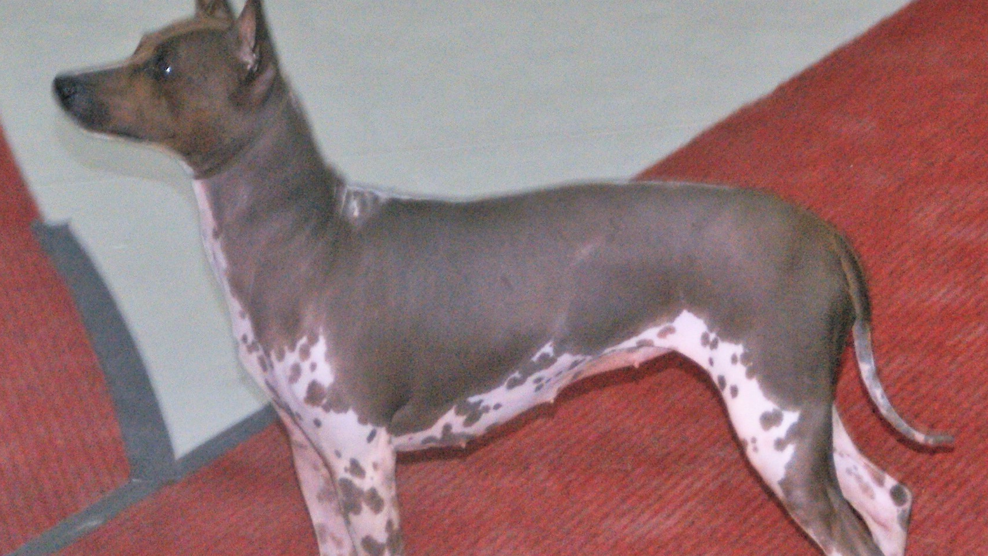 American Hairless Terrier Dog Breed