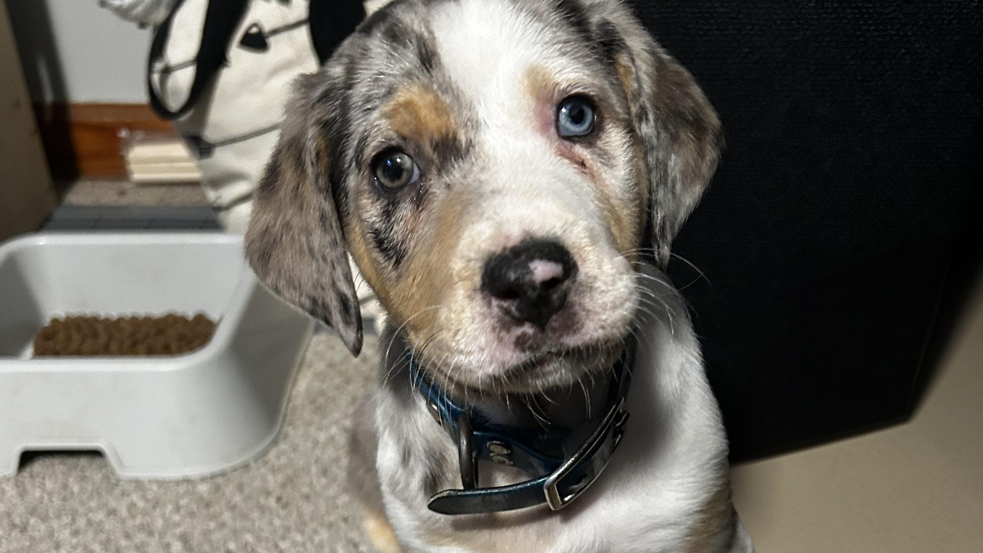 American Leopard Hound Dog Breed