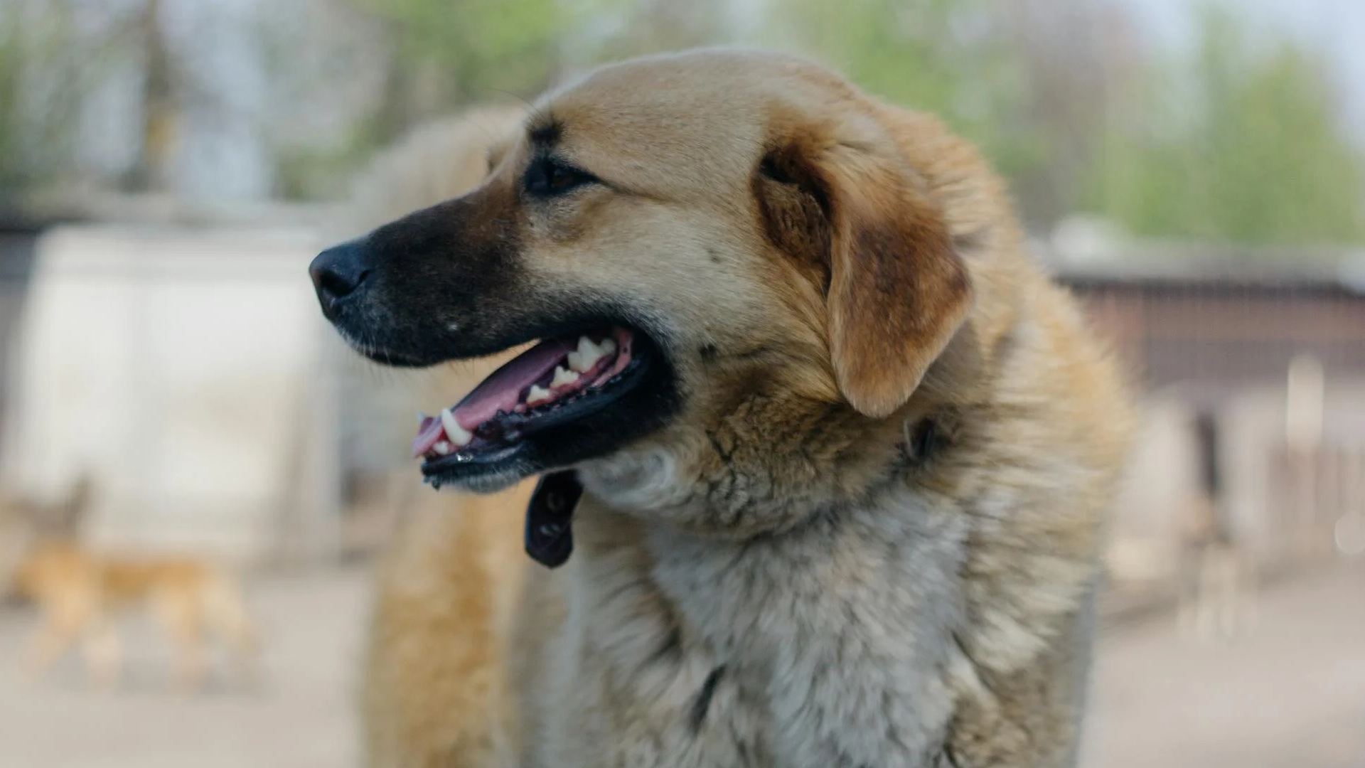 Anatolian Shepherd Dog Dog Breed