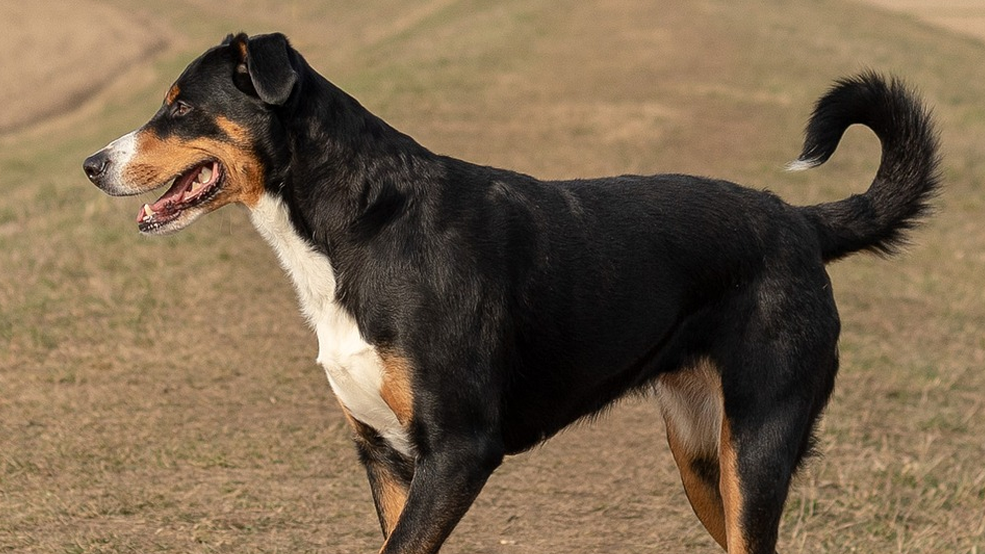 Appenzeller Sennenhund Dog Breed