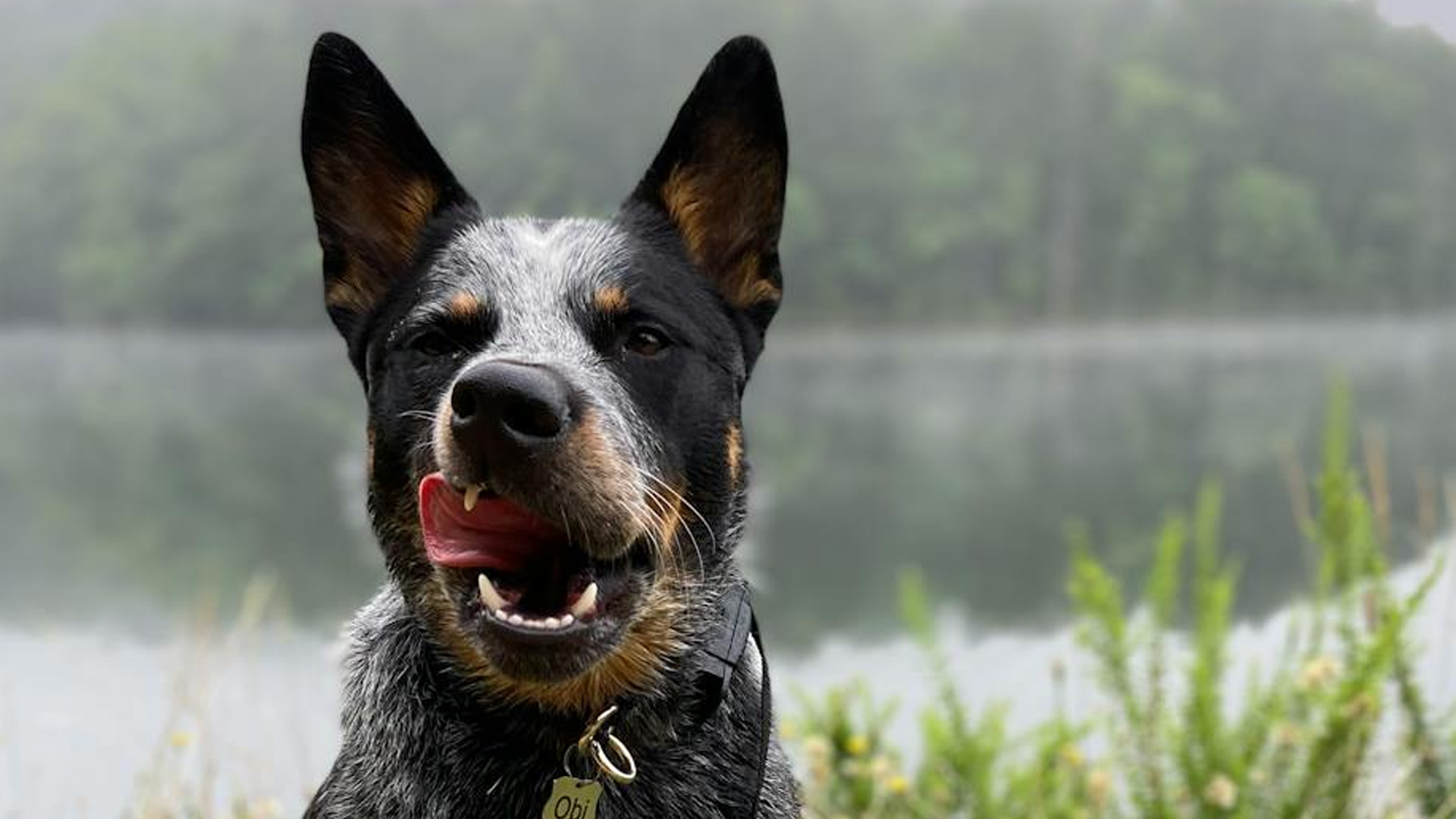 Australian Cattle Dog Dog Breed