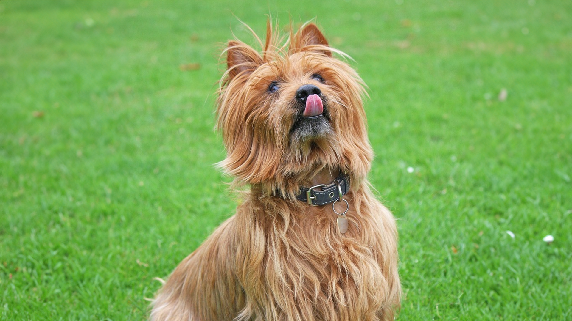 Australian Terrier Dog Breed