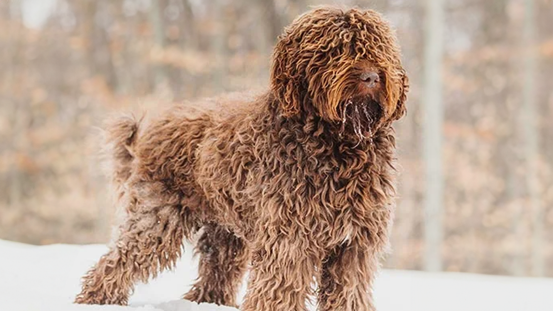 Barbet Dog Breed