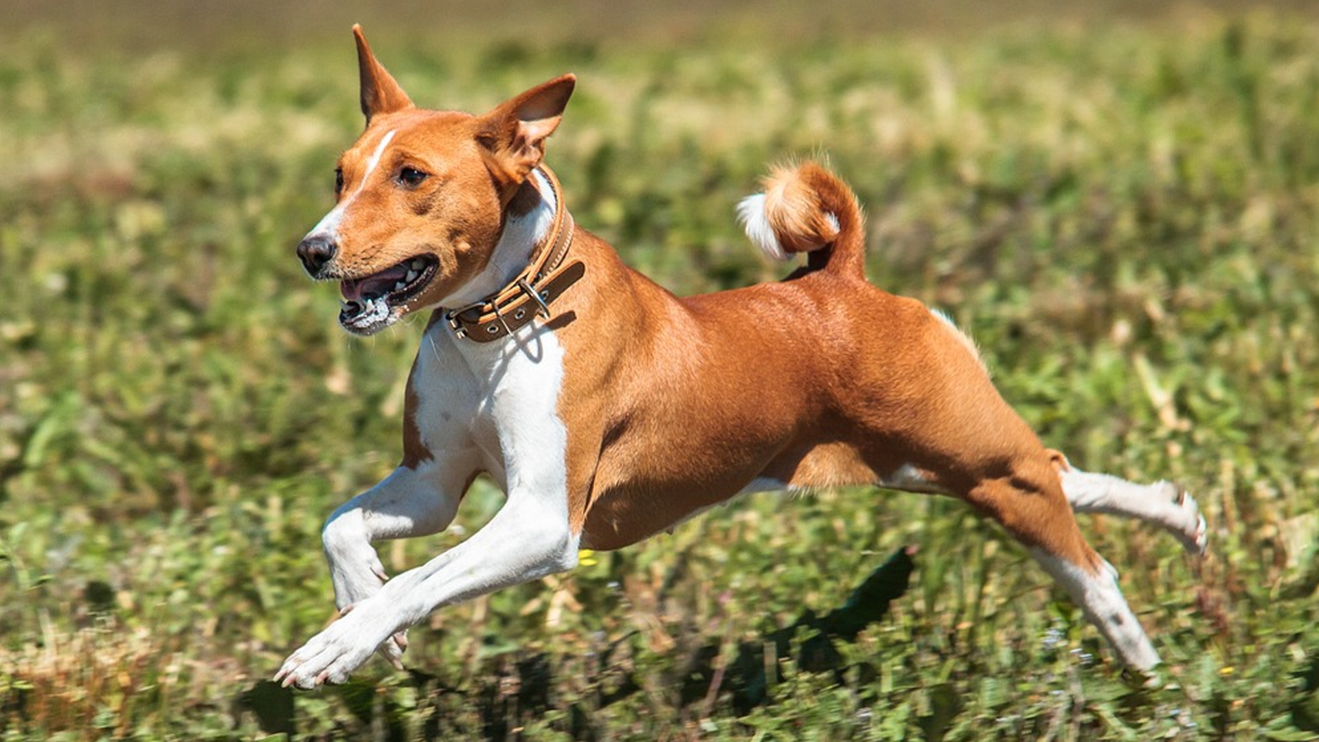 Basenji dog breed