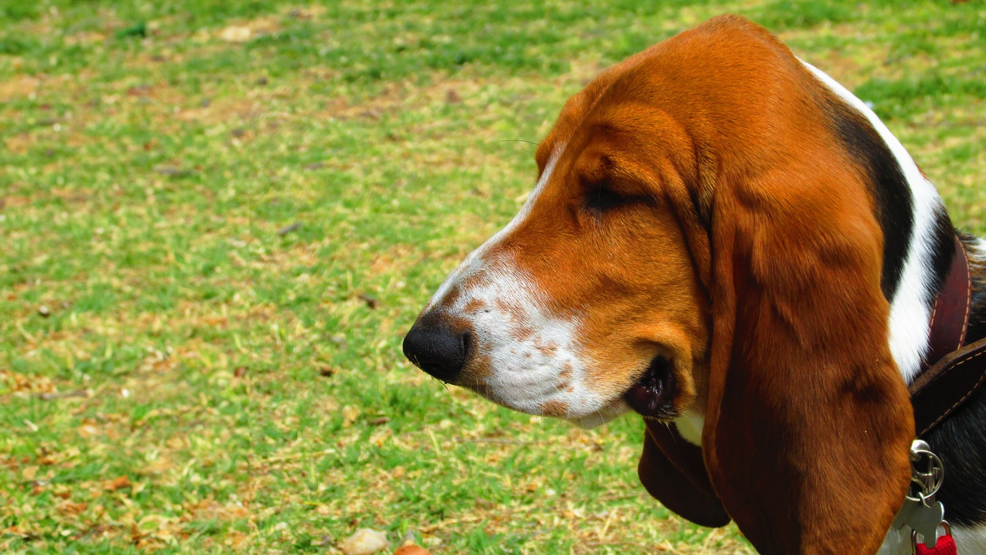 Basset Hound Dog Breed