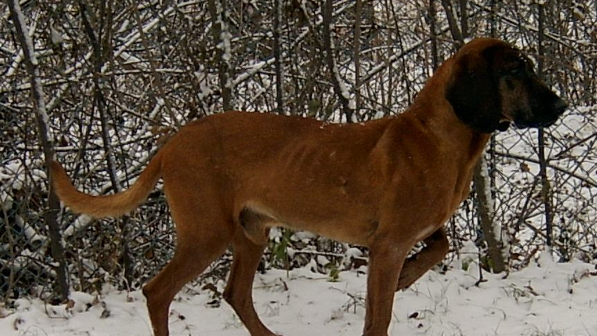 Bavarian mountain scent hound dog breed