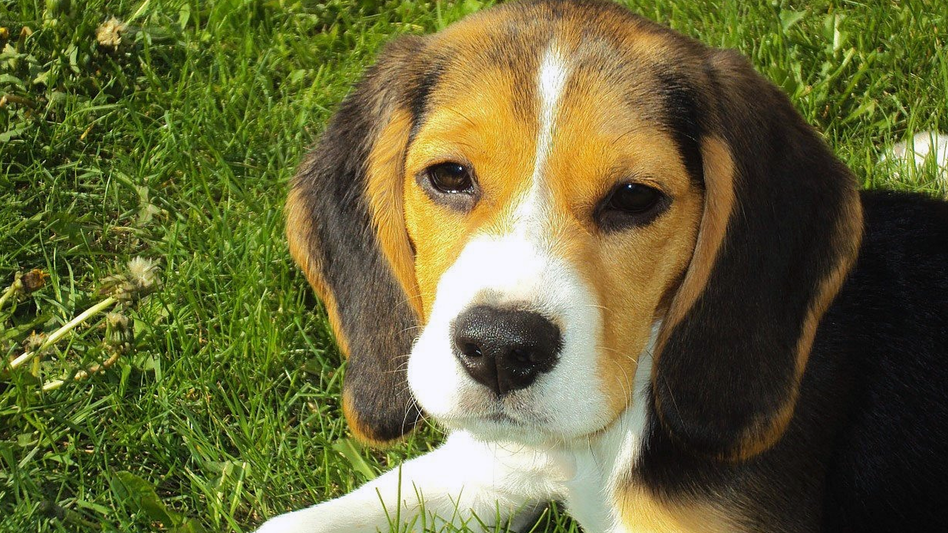 Beagle Dog Breed