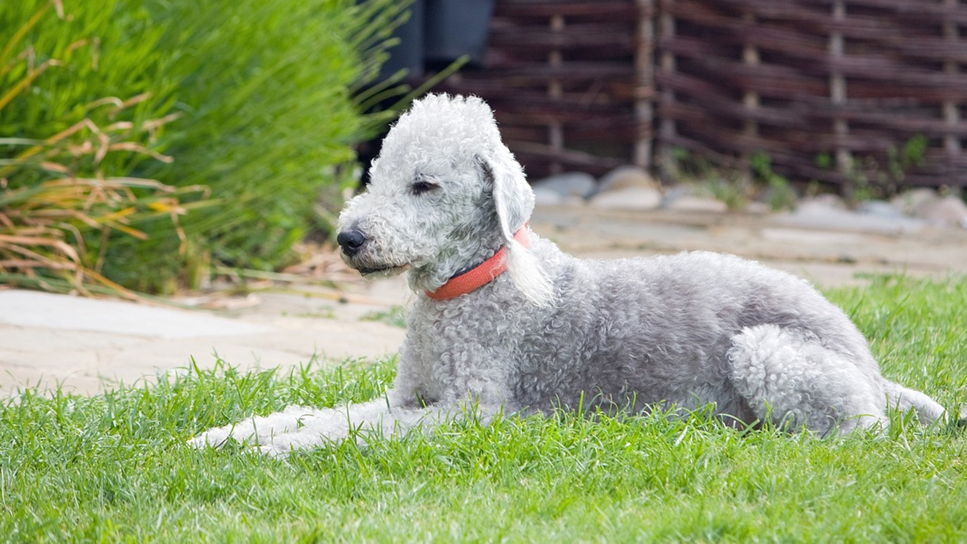 Bedlington Terrier Dog Breed