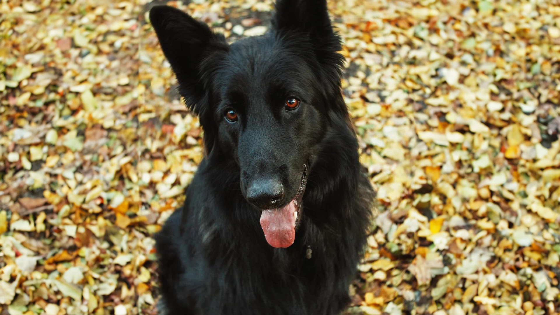 Belgian Sheepdog Dog Breed