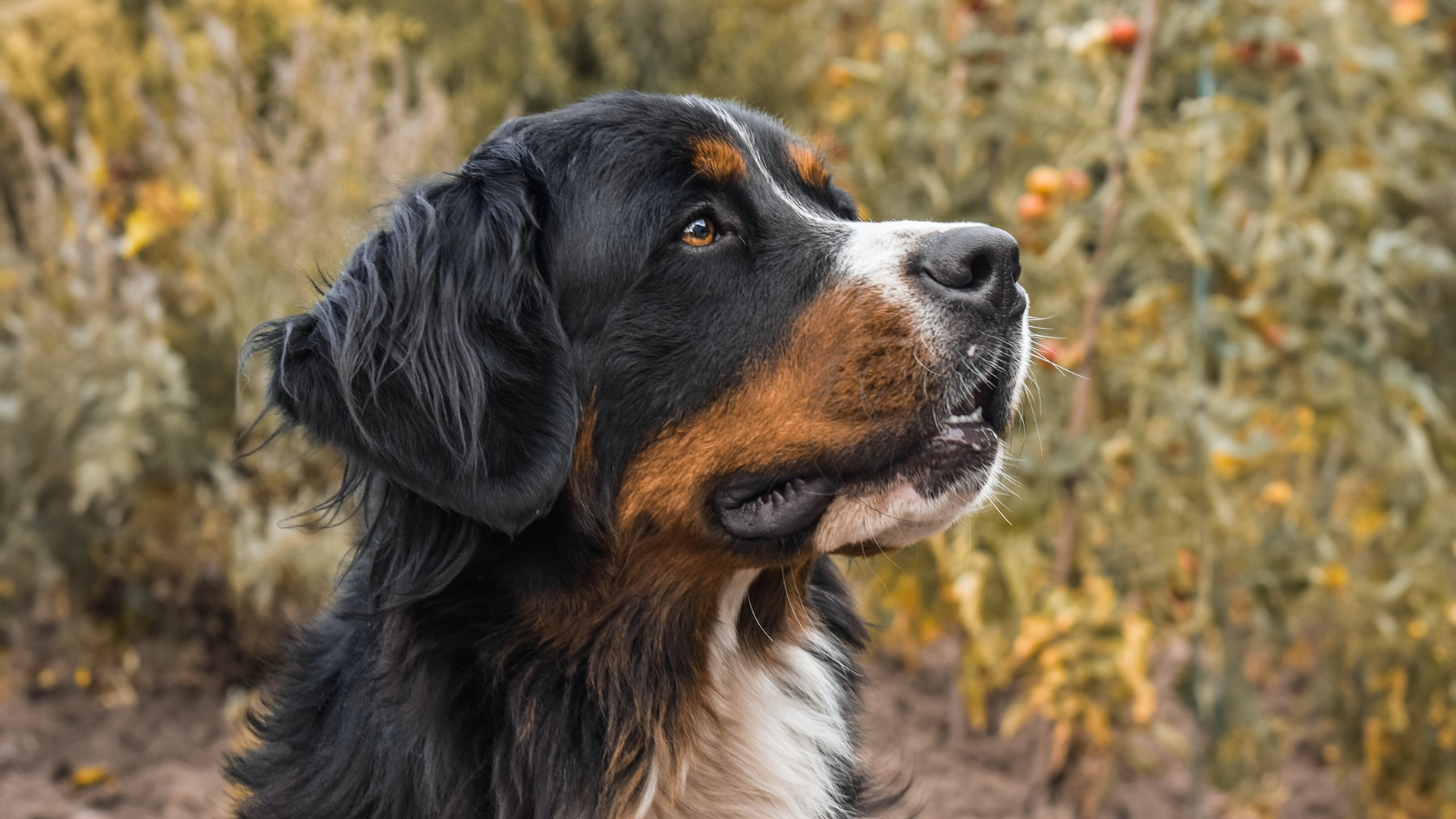 Bernese Mountain Dog Dog Breed