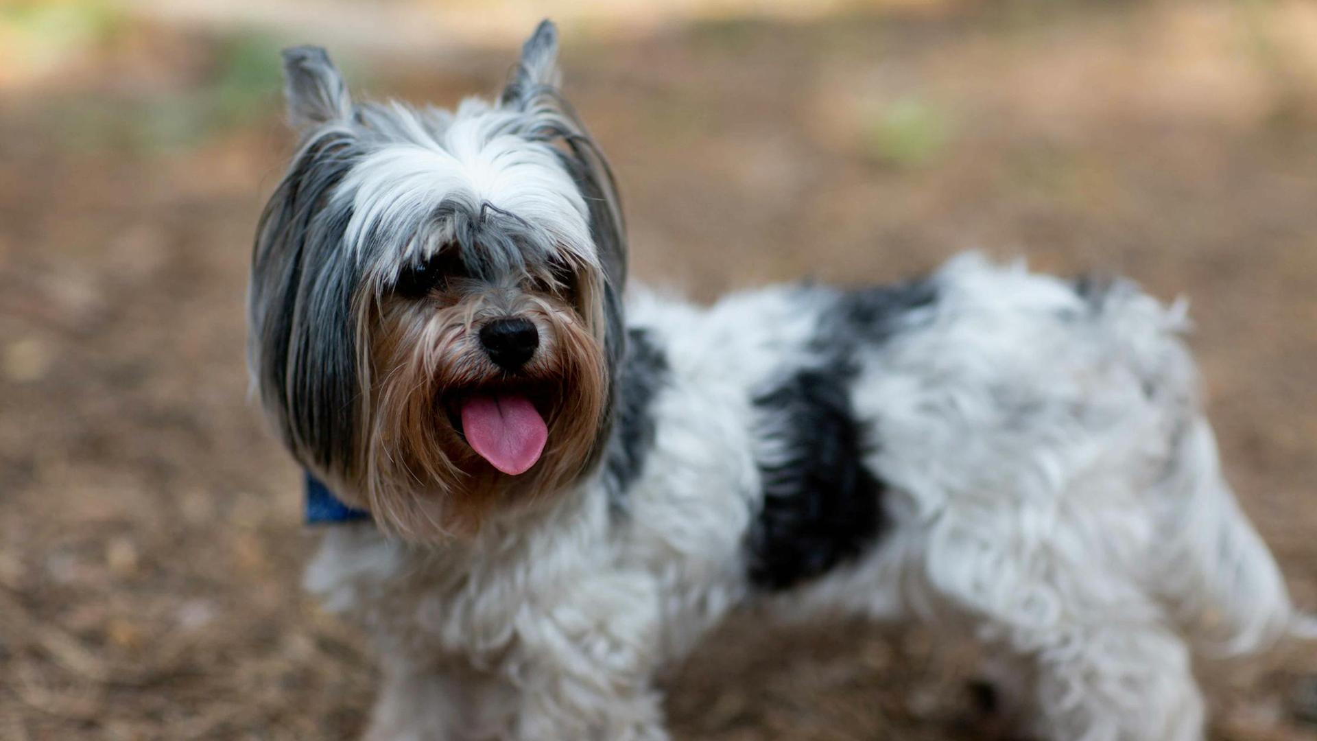 Biewer Terrier Dog Breed