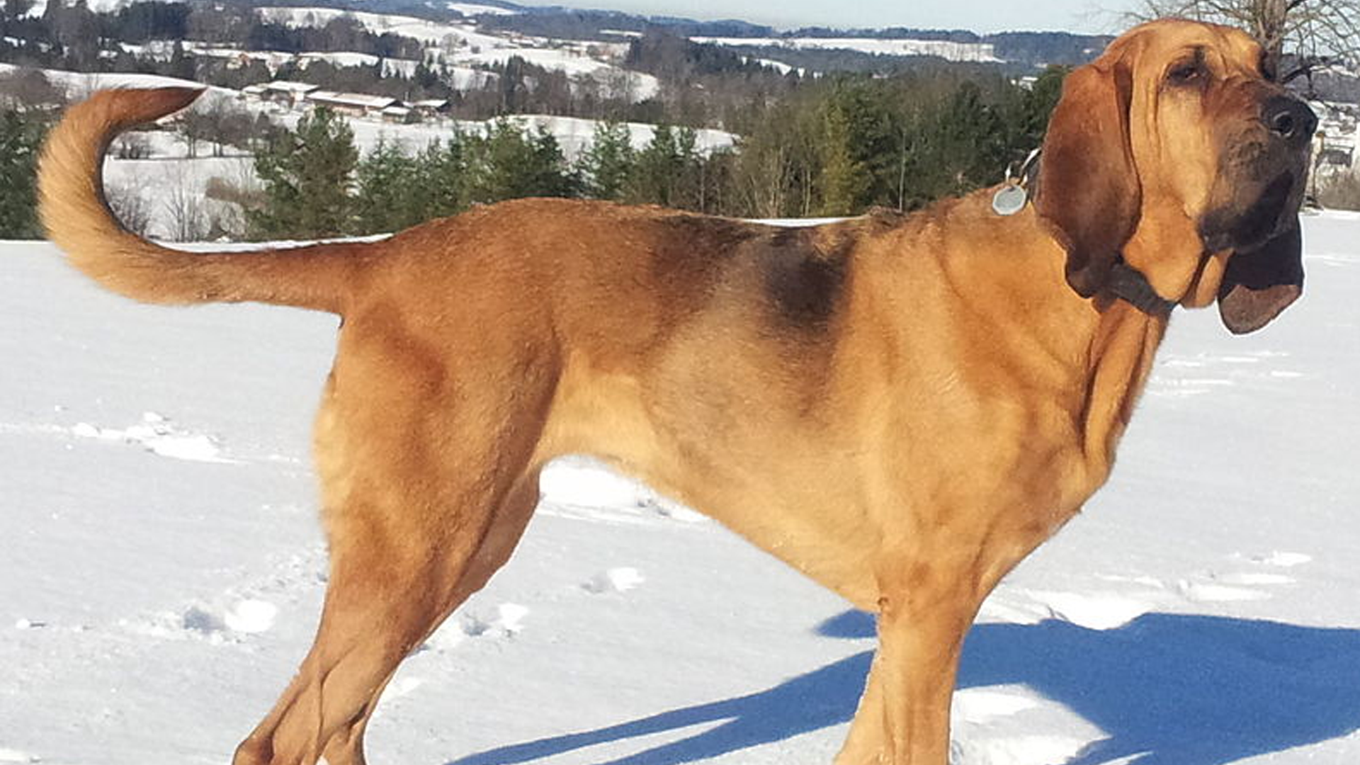 Bloodhound Dog Breed