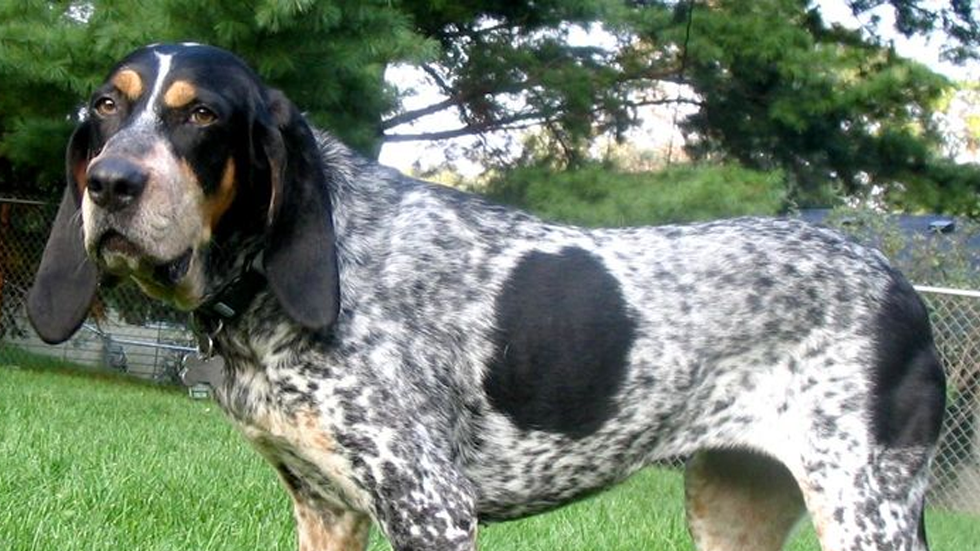 Bluetick Coonhound Dog Breed