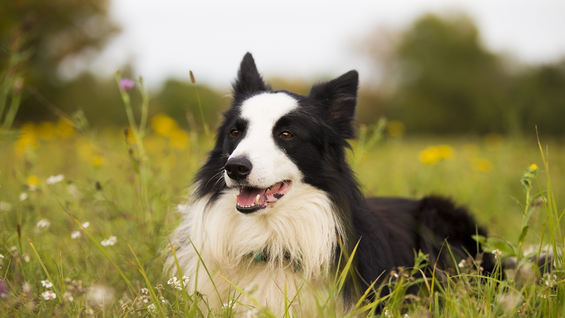 Border Collie Dog Breed