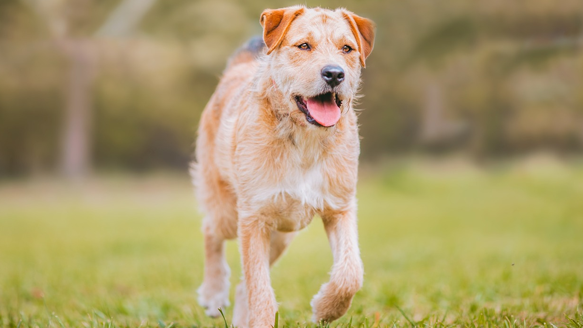 Border Terrier Dog Breed