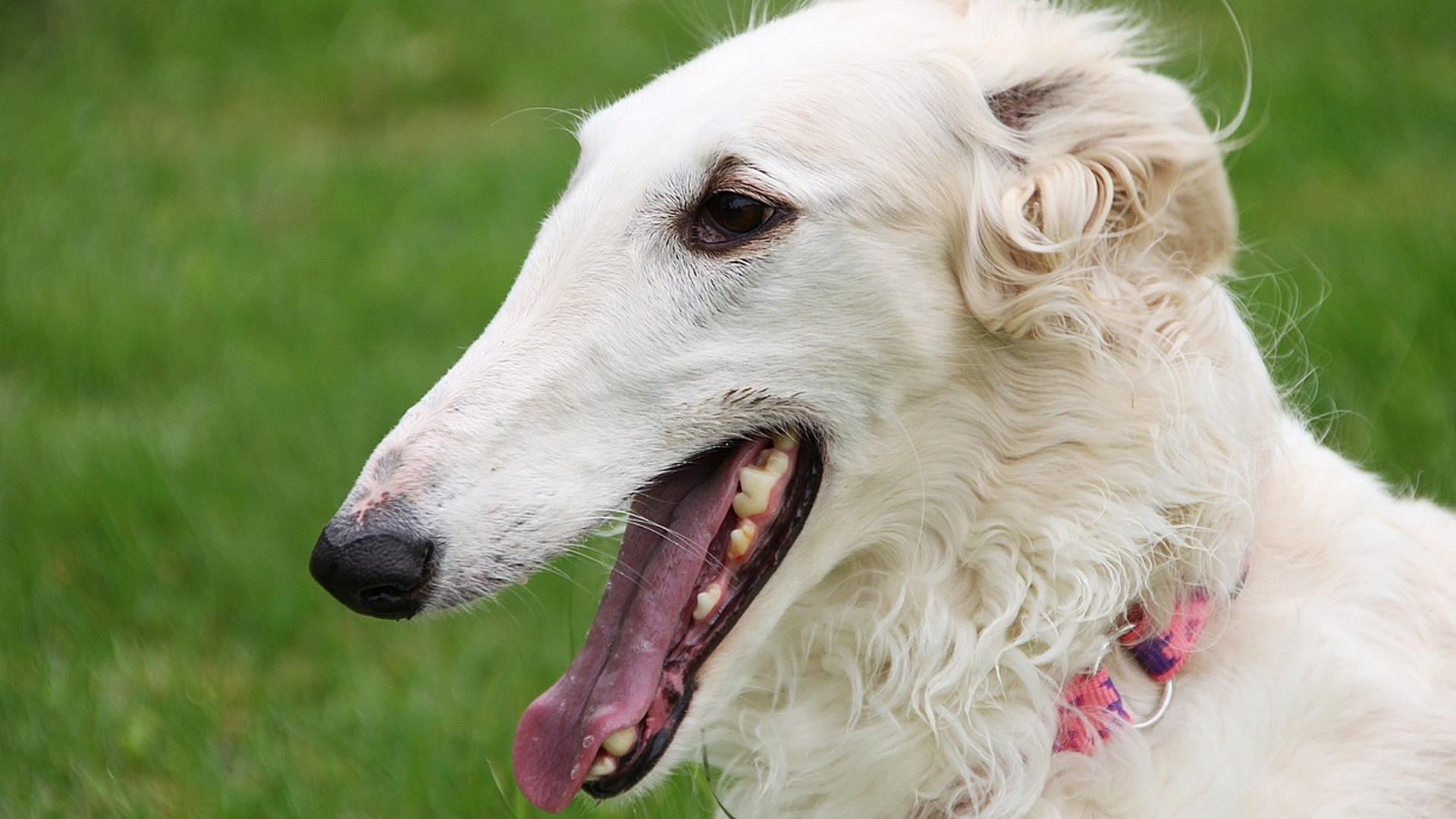 Borzoi Dog Breed