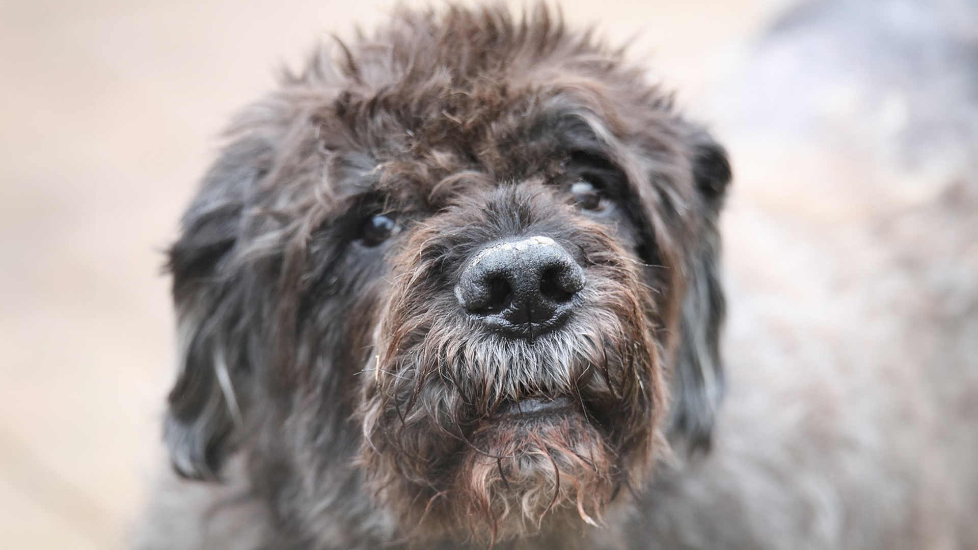 Bouvier des Flandres Dog Breed