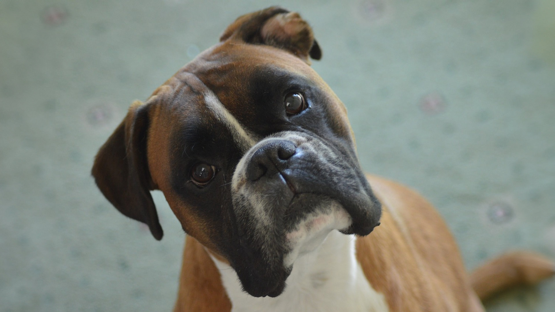 Boxer Dog Breed