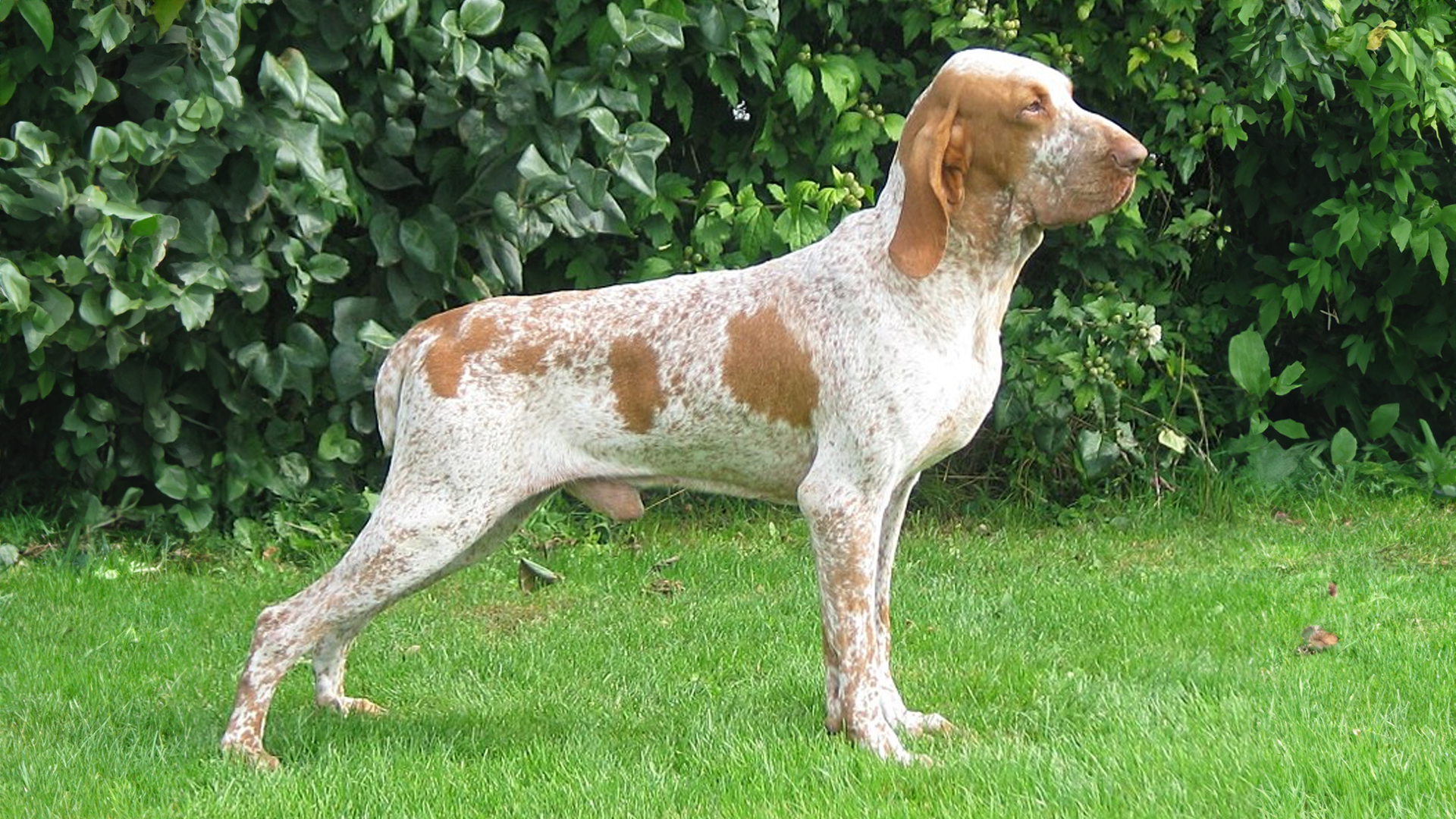 Bracco Italiano Dog Breed