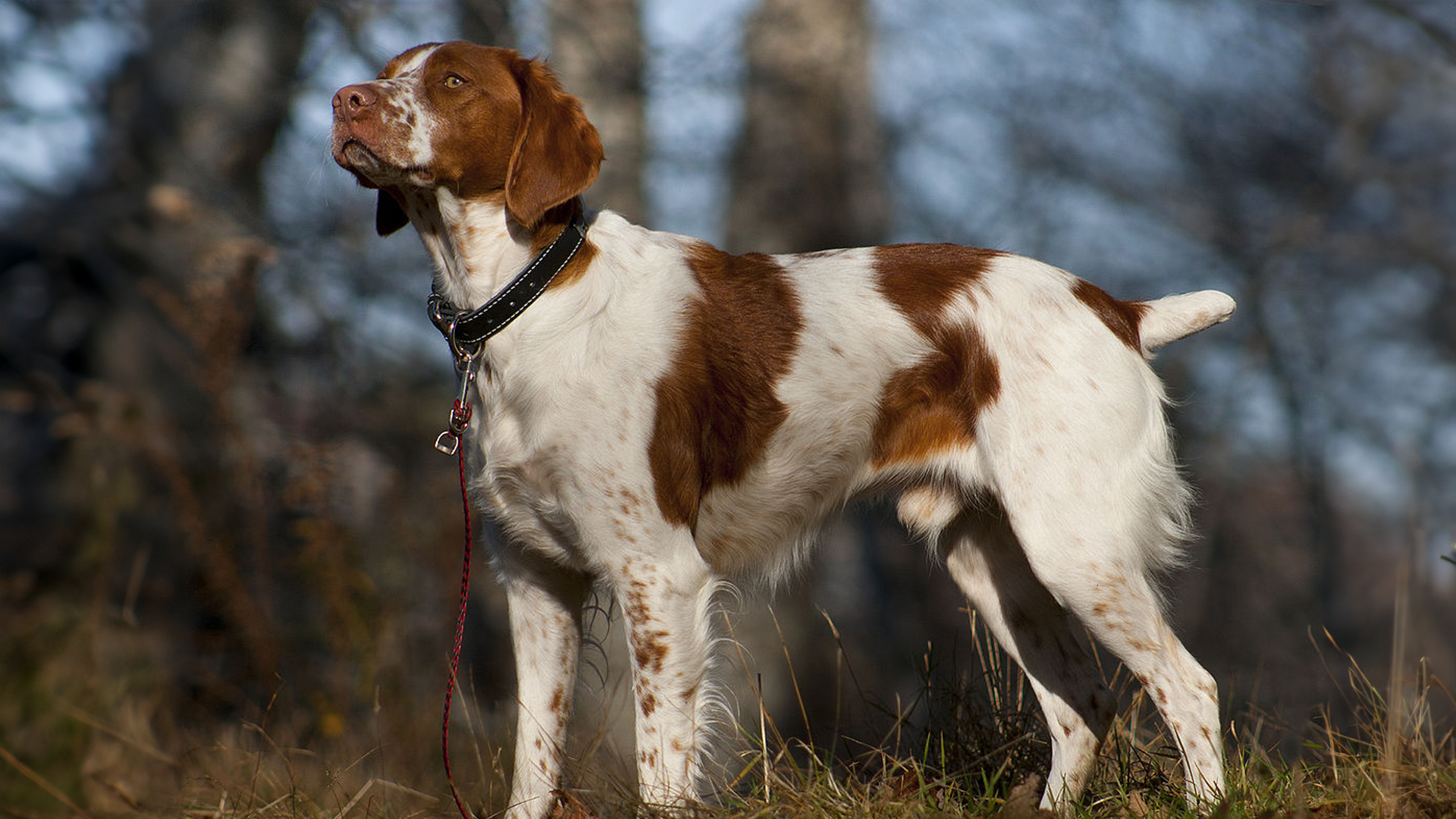 Brittany dog breed