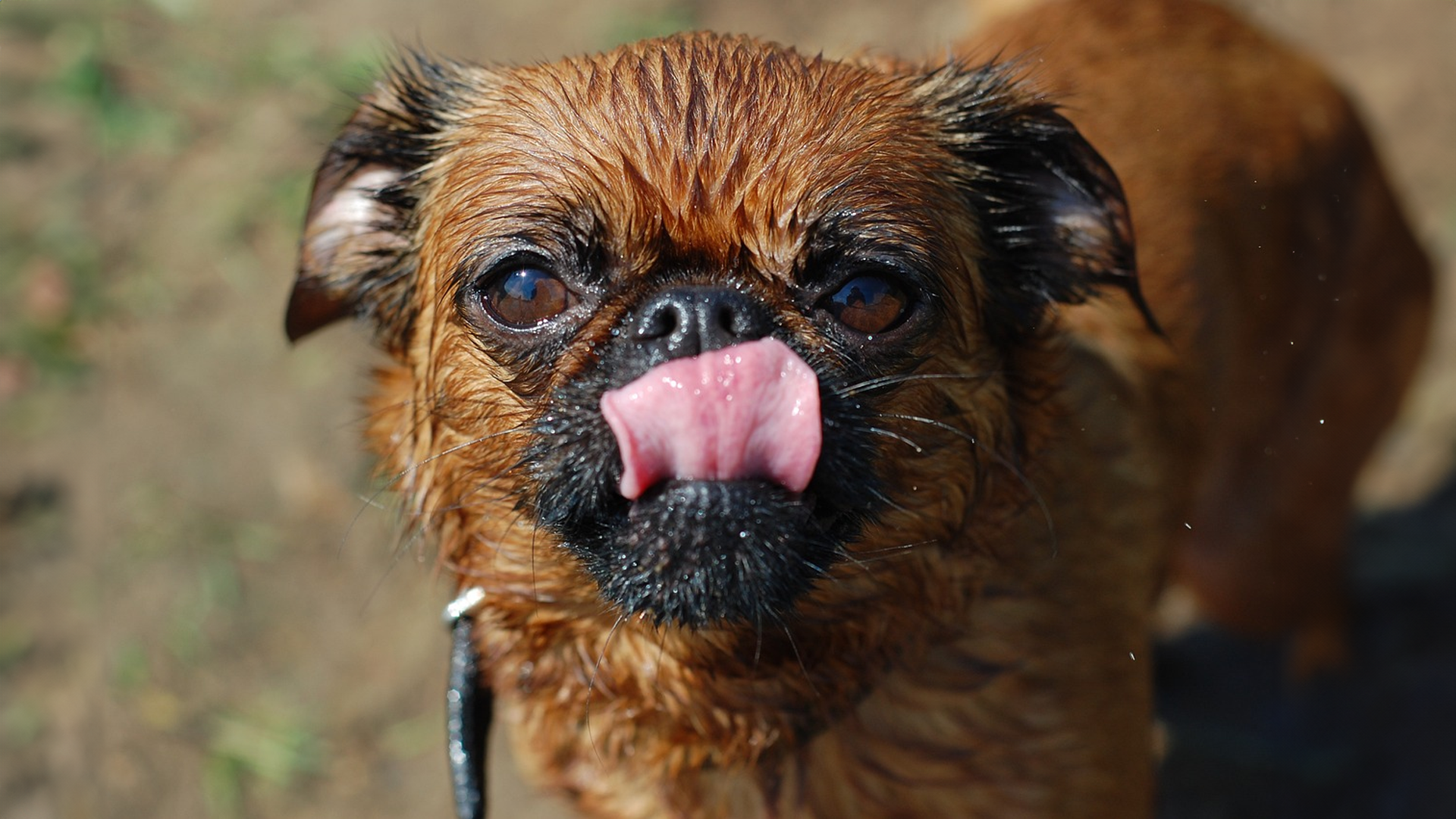 Brussels Griffon Dog Breed