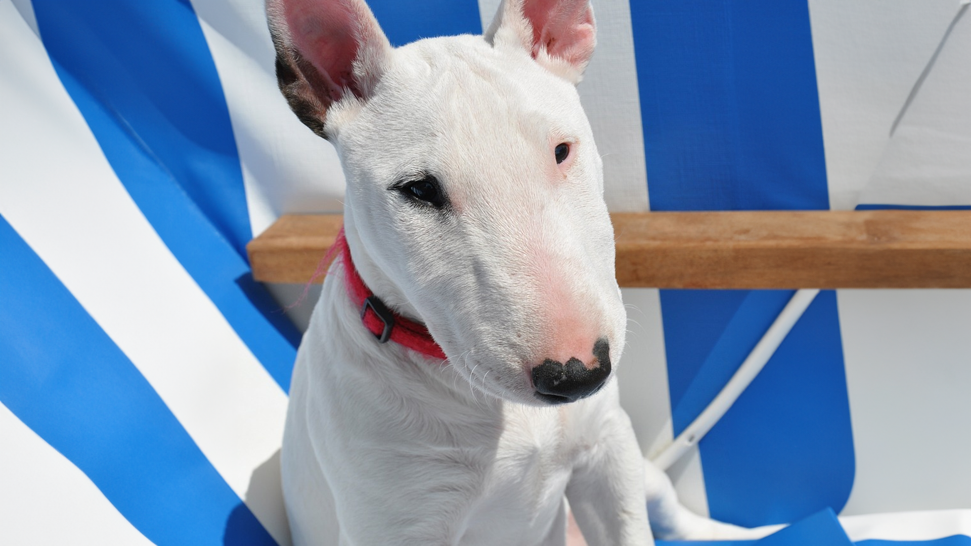 Bull Terrier Dog Breed