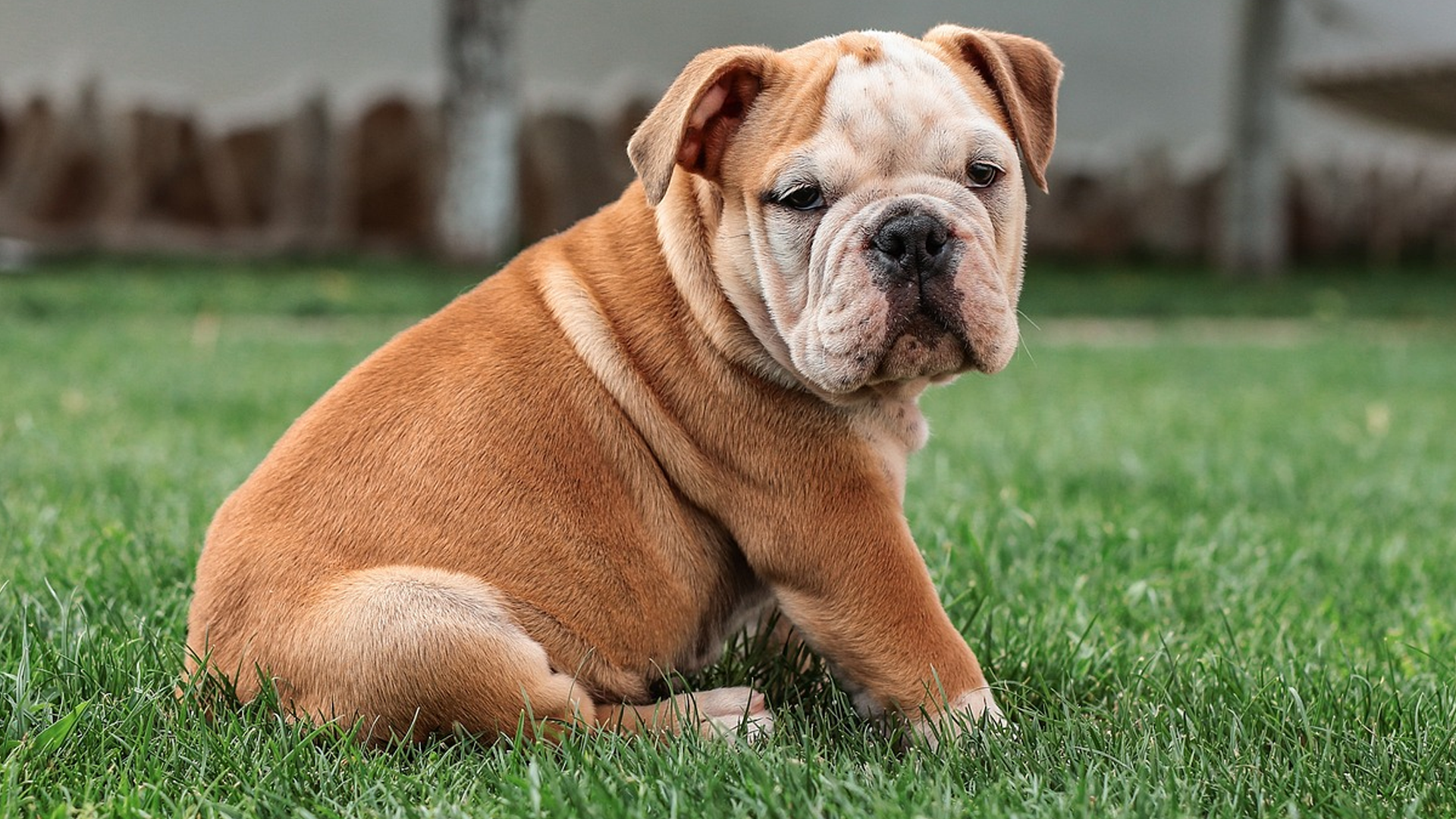 Bulldog Dog Breed