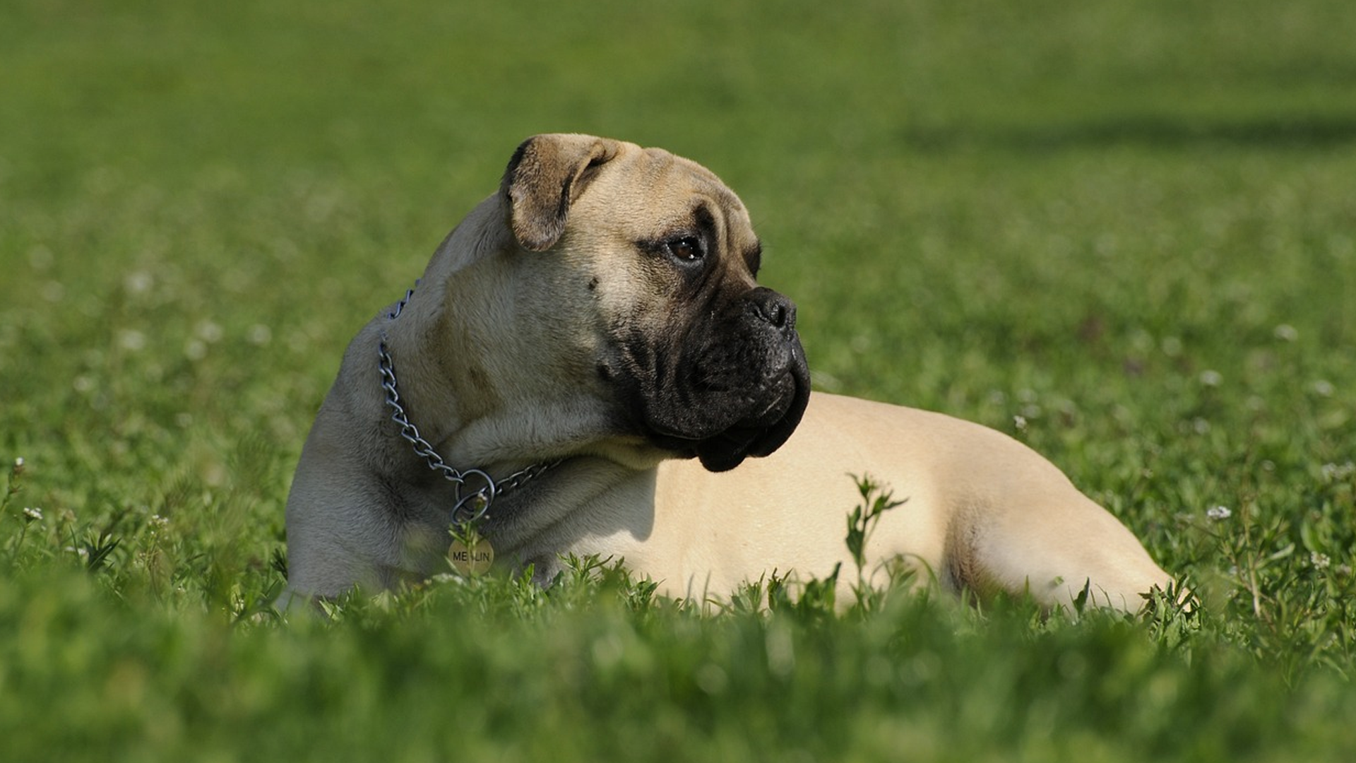 Bullmastiff Dog Breed