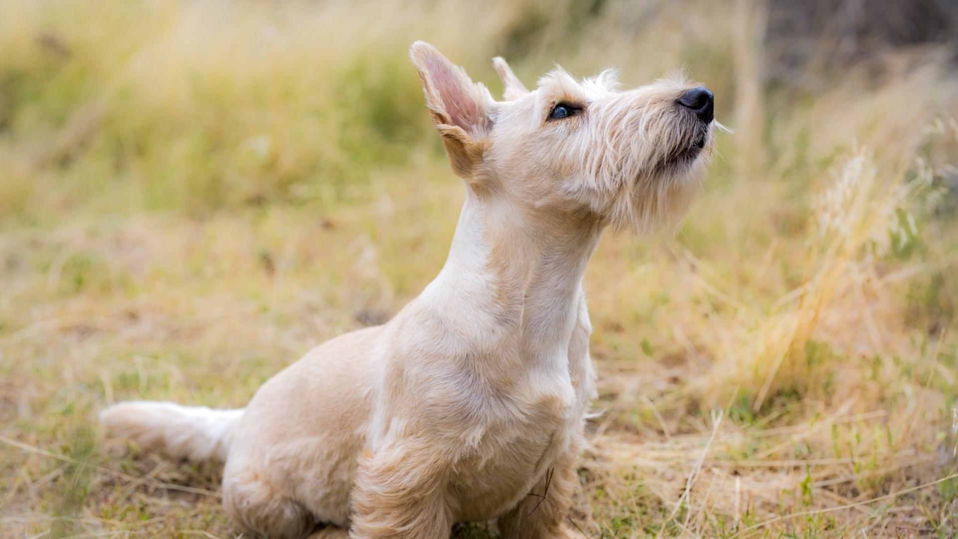 Cesky Terrier Dog Breed