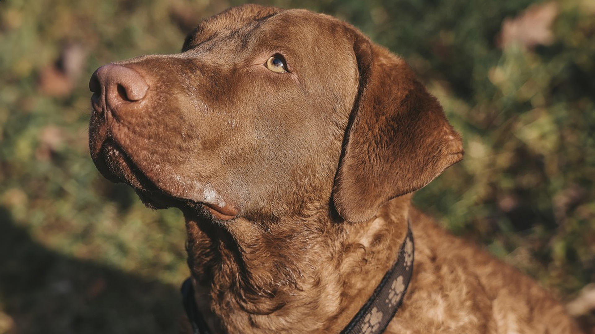 Chesapeake Bay Retriever Dog Breed