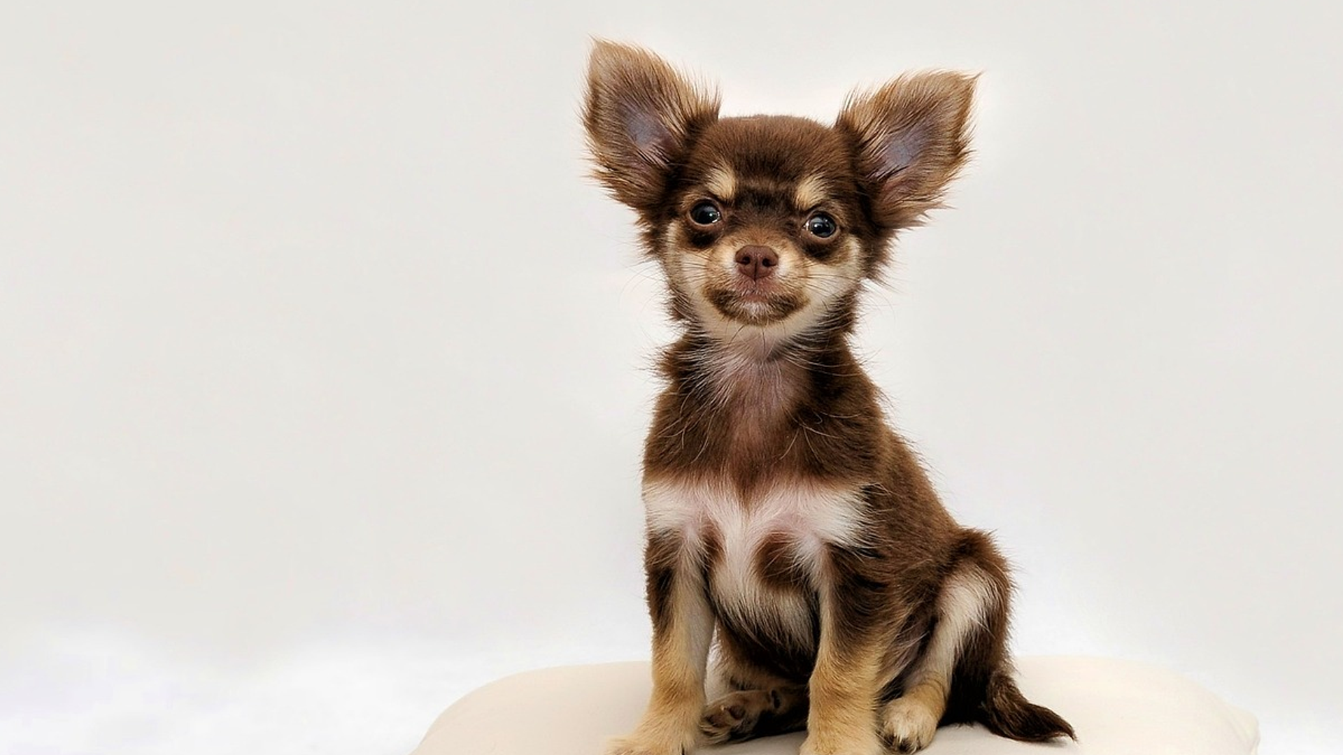 Chihuahua Dog Breed