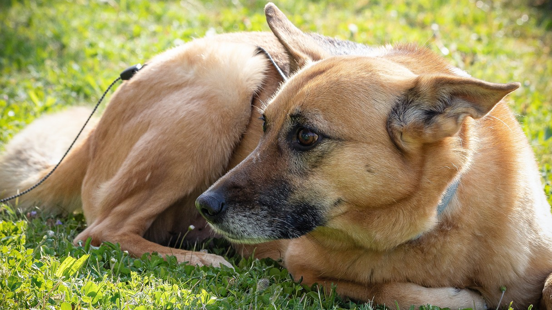 Chinook Dog Breed