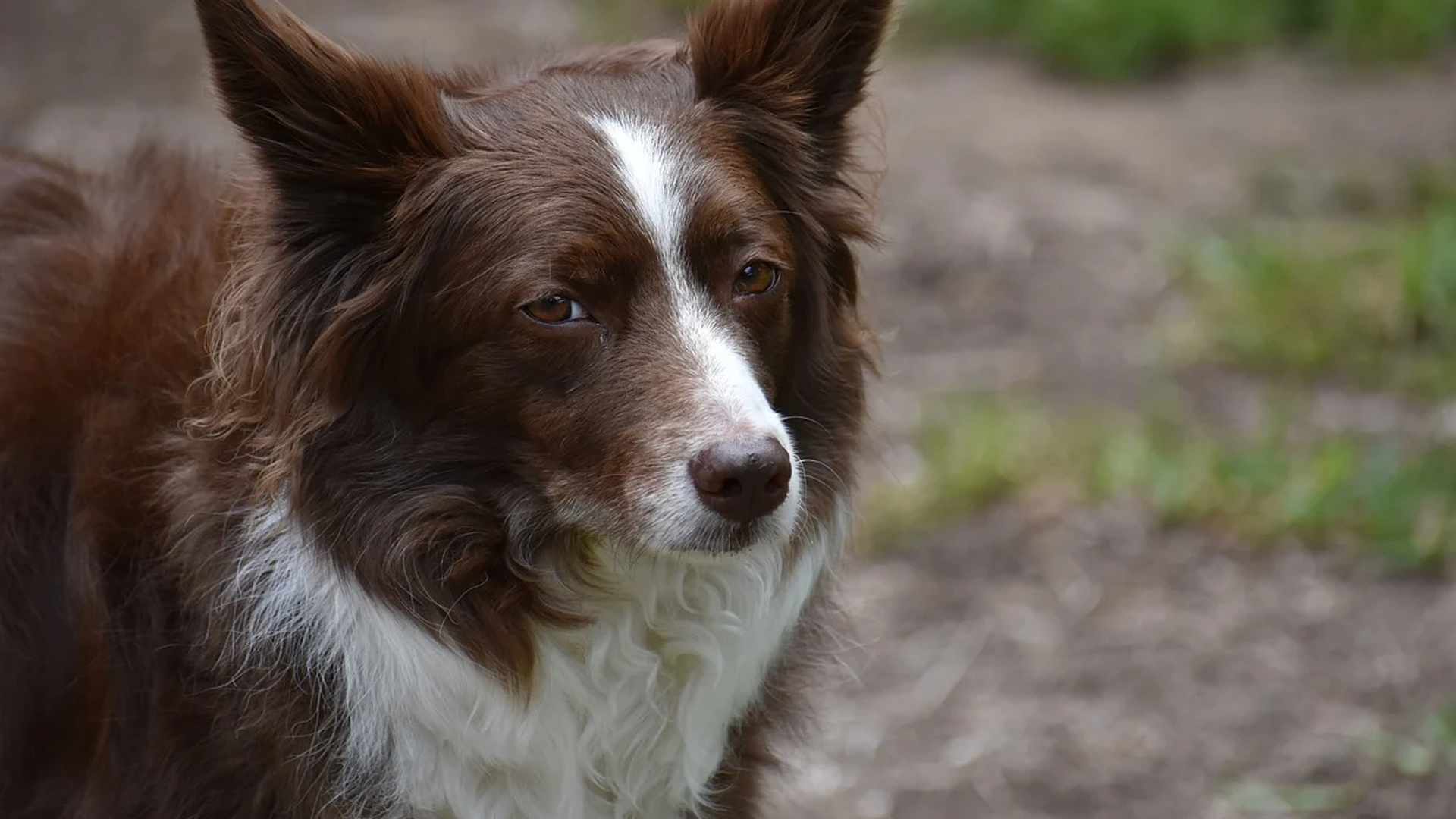 Collie Dog Breed