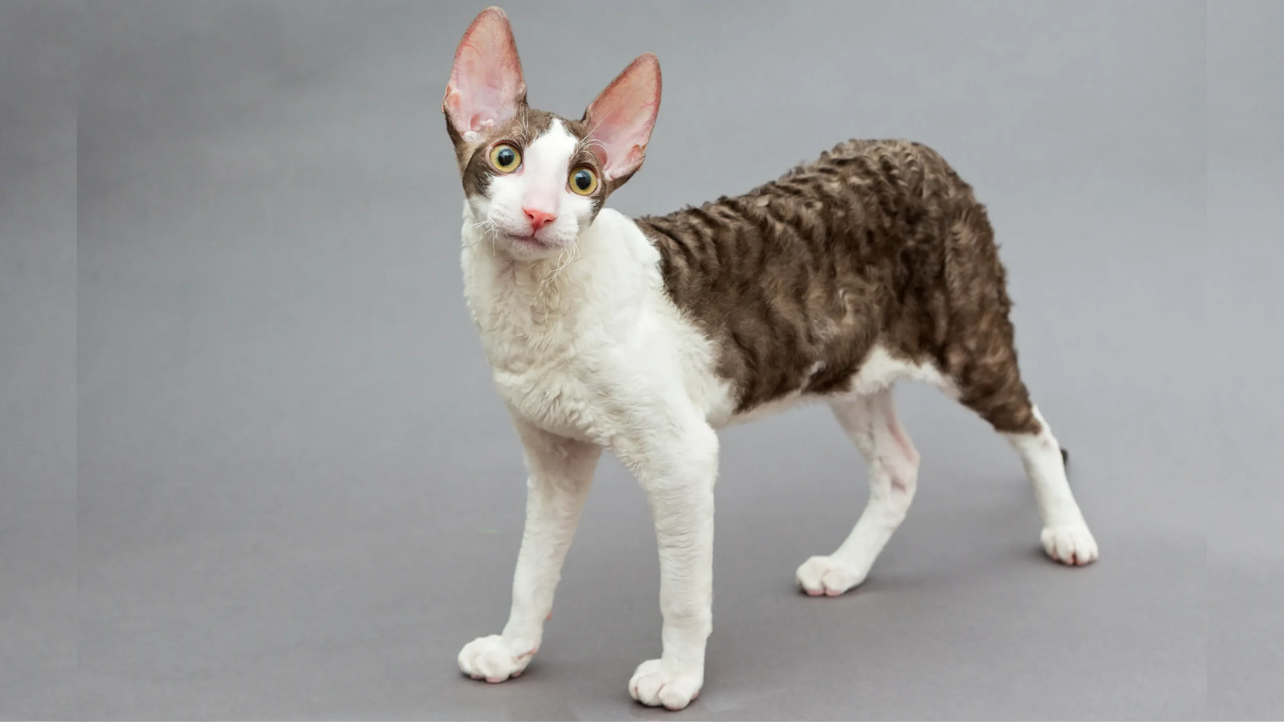 Cornish rex scaled home