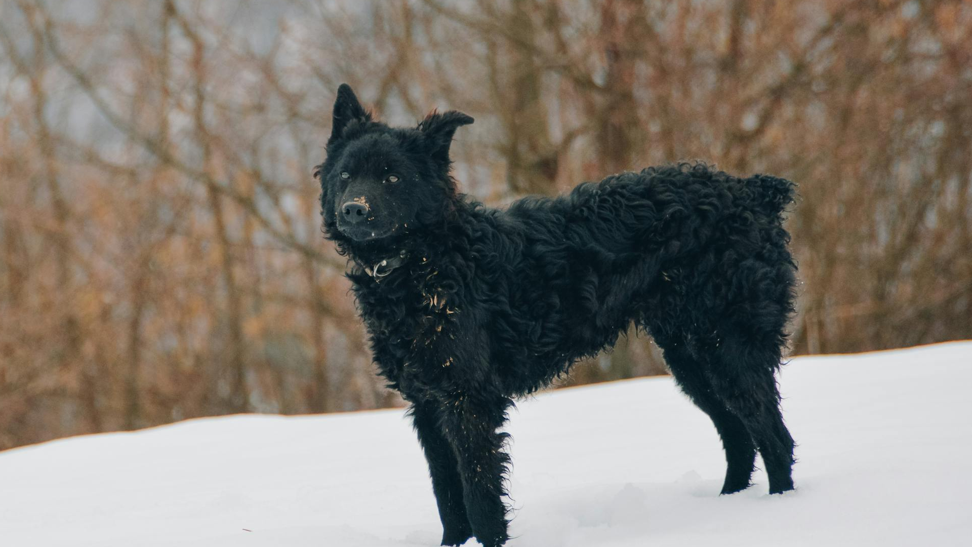 Croatian Sheepdog Dog Breed