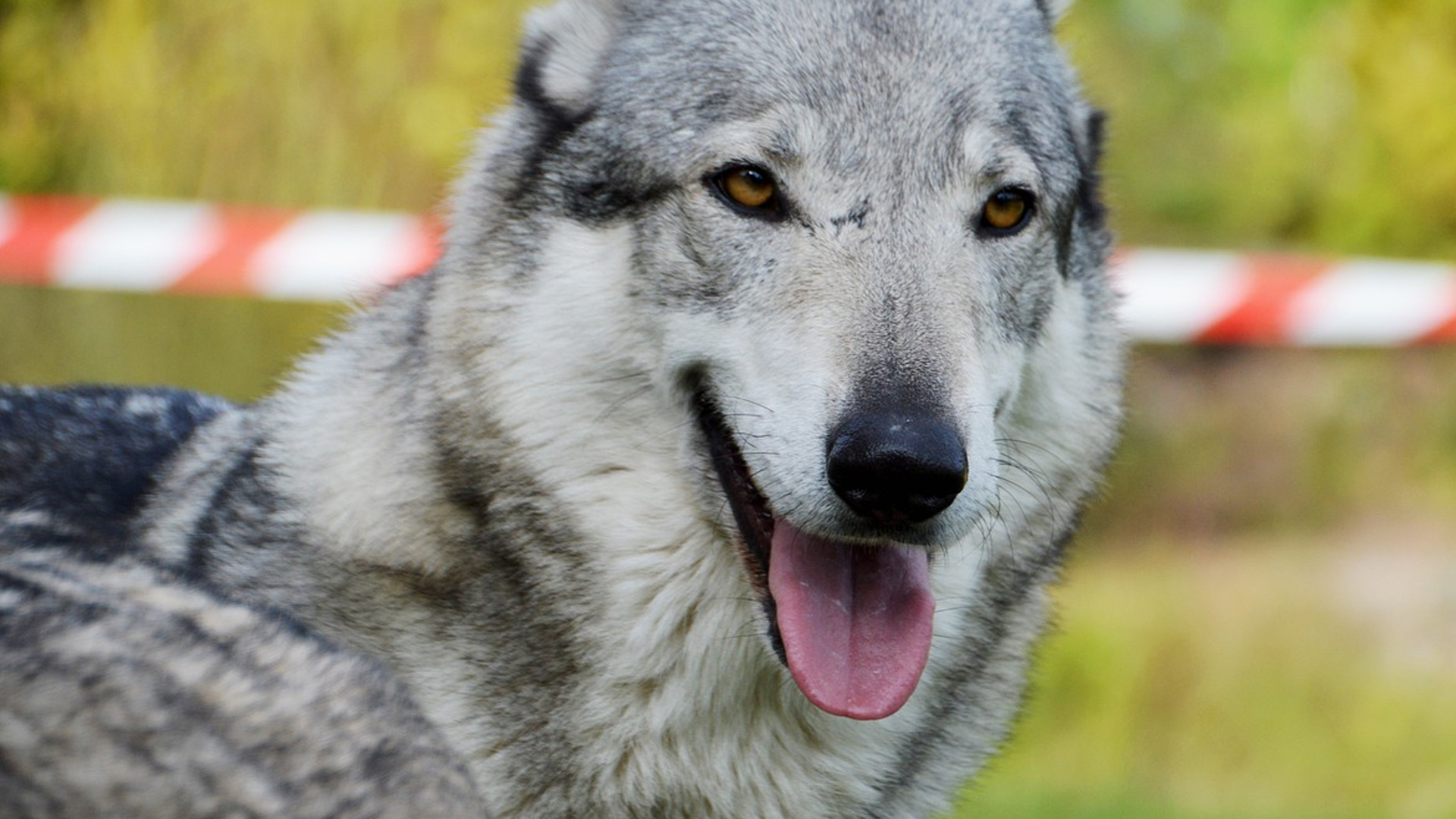 Czechoslovakian Vlcak Dog Breed