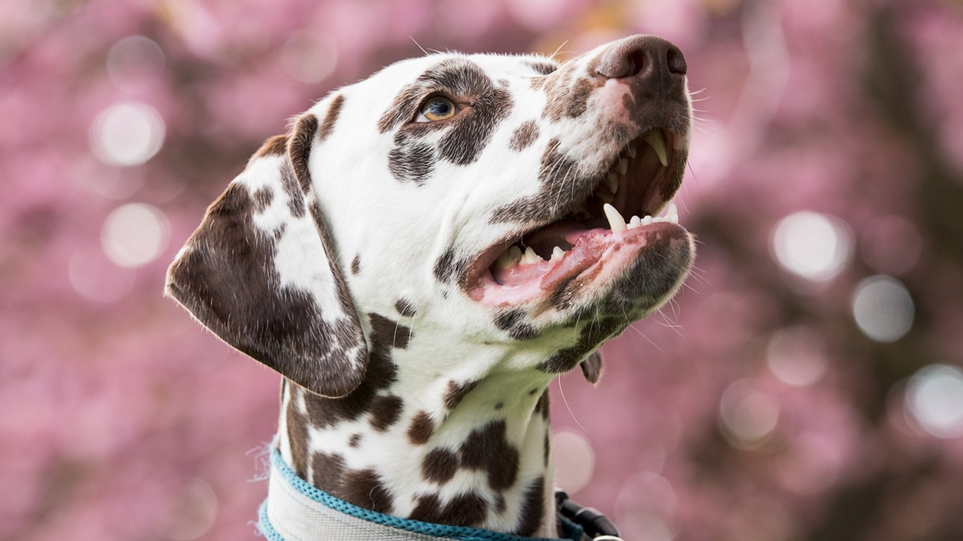 Dalmatian Dog Breed