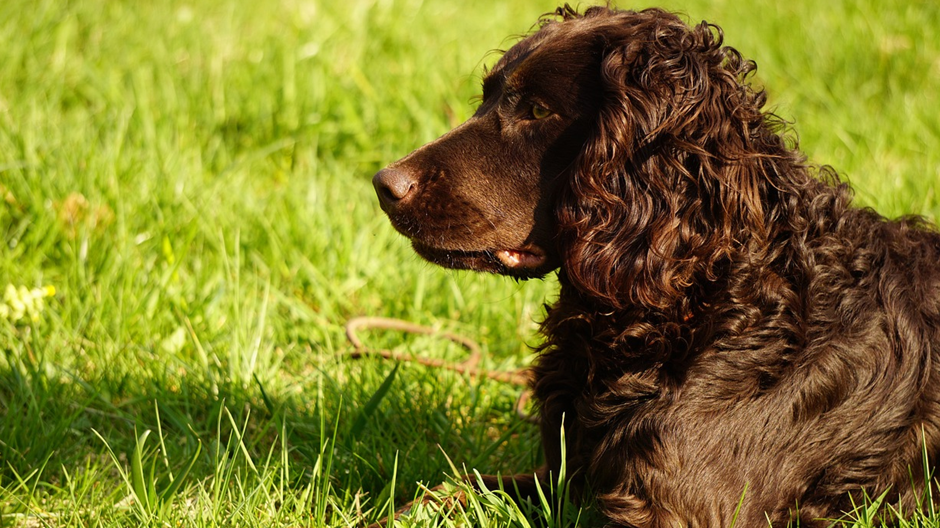 Deutscher Wachtelhund Dog Breed