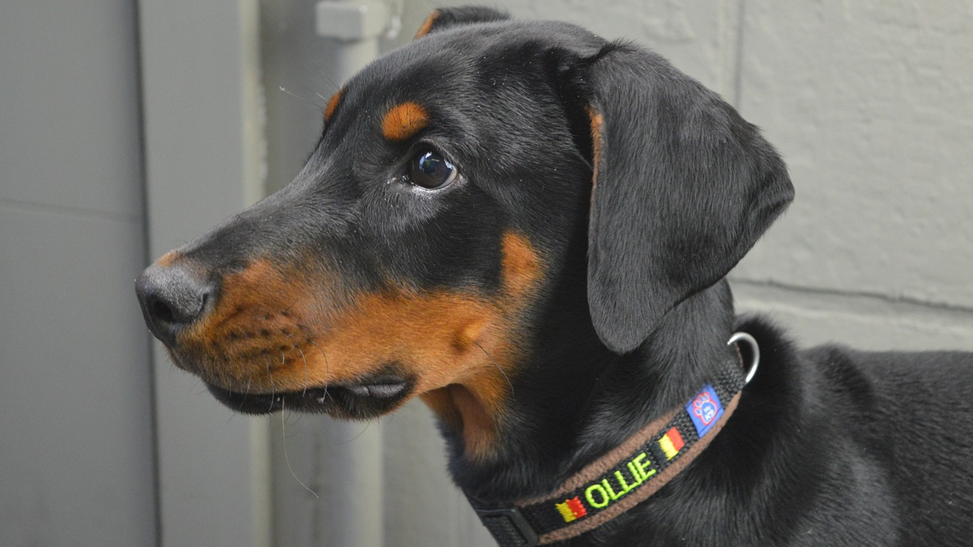 Doberman Pinscher Dog Breed